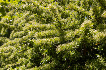 Dense Green Foliage With Small White Flowers.