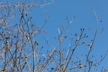 tree getting ready to bud in early spring