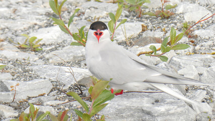 Sterna paradisaea is a coastal surface-feeding seabird belonging to the genus Sterna in the tern group (Sterninae), a group that is further included as a subfamily in the gull famly