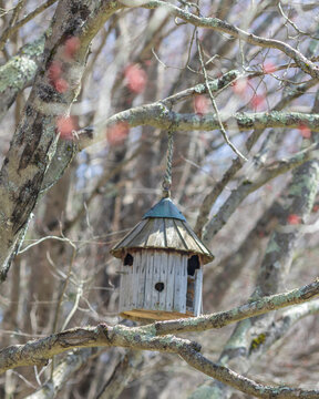 birdhouse hanging in tree