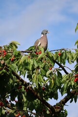 Ringdove in the Cherry-Tree