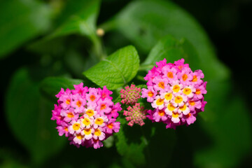 Fototapeta premium ランタナの花（接写） | Close-up of Lantana Flowers