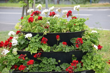 beautiful flowers in the garden
