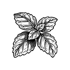 Detailed hand-drawn basil leaves illustration.