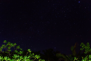 Stars streak above tropical foliage.