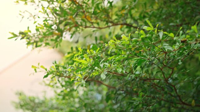 Close-up of lush green leaves of terminalia tree in backyard garden with blurred house roof in background &ndash; eco-living, tropical home environment and natural greenery in residential area.