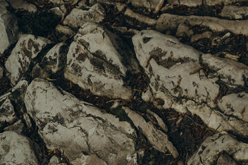 Close-up of textured rocks on the forest floor in Devil’s Gate Canyon, Sochi, Russia. Natural stone surface with earthy tones and organic patterns.