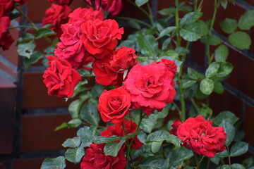 roses in the garden, roses are beautiful with a beautiful sunny day.