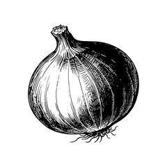 Hand-drawn illustration of an onion