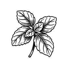 Detailed Line Art of Basil Herb