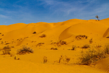 Landscape of the Grand Erg Oriental  also known as the Great Eastern Sand Sea.  Desert  seif dunes....