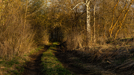 The Beautiful Golden Autumn Pathway That Winds Through the Enchanting and Lush Woods