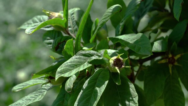 Medlar immature fruits, young (Mespilus germanica) - (4K)