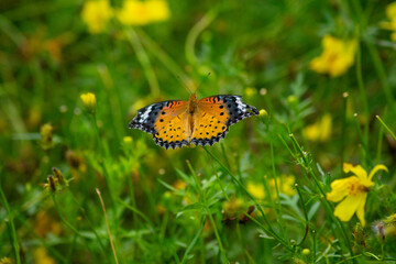 ツマグロヒョウモンとキバナコスモス | Indian Fritillary and Orange Cosmos