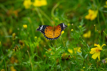 ツマグロヒョウモンとキバナコスモス | Indian Fritillary and Orange Cosmos