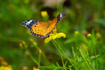 ツマグロヒョウモンとキバナコスモス | Indian Fritillary and Orange Cosmos