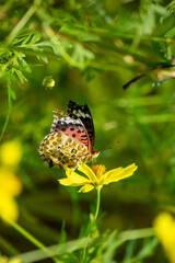 ツマグロヒョウモンとキバナコスモス | Indian Fritillary and Orange Cosmos