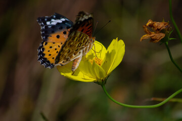 ツマグロヒョウモンとキバナコスモス | Indian Fritillary and Orange Cosmos