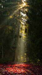 Obraz premium Sunlight forest trees autumn leaves nature landscape scenic woods woodland environment outdoor light rays