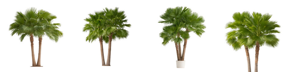 Butia capitata (known as Cocus Capitata and also known as jelly palm) frontal palms set isolated png on a white background perfectly cutout or transparent 10740574 1
