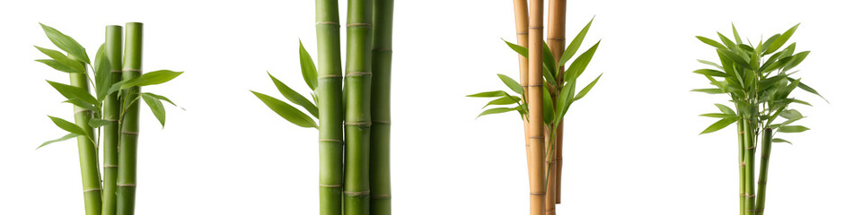 2 Bambusa lako and 2 Bambusa boniopsis frontal isolated png on a white background perfectly cutout high resolution or transparent 39519676 1