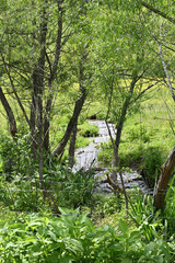 Stream in the Pasture