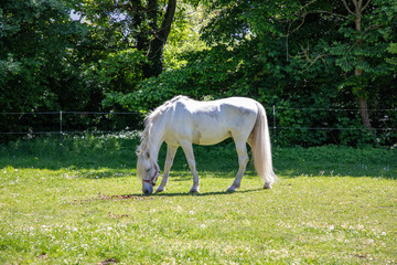 white horse lippizaner breed