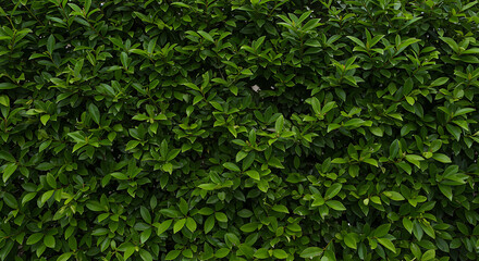 Obraz premium background of green ivy