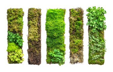 Green moss varieties display nature plant close-ups studio top down view organic textures isolated on transparent background