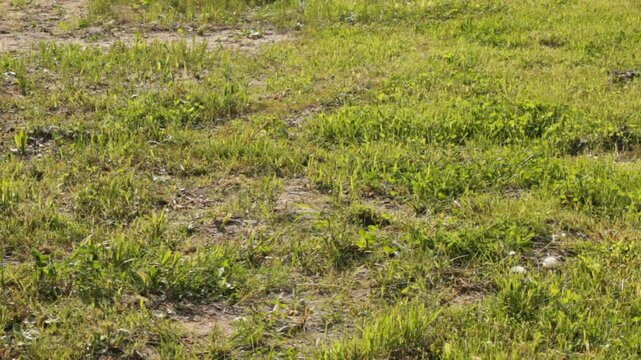 Patchy lawn under direct sunlight showing sparse grass growth and dry soil. The scene conveys poor lawn maintenance or drought conditions. Still frame with a little windy motion
