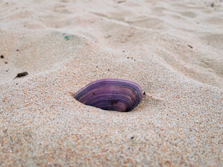 Seashell on the beach