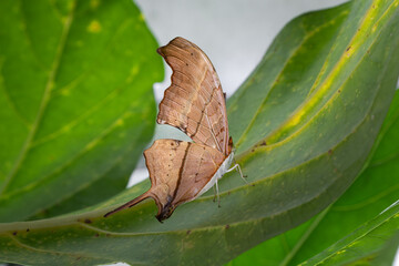 Moth on a Leaf