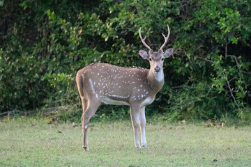 A majestic spotted deer stag look directly at the camera.