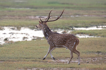 A large spotted deer stag runs away in fear of prey.