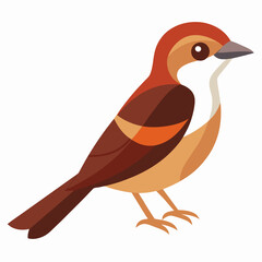 Brown Shrike Vector Illustration on White Background