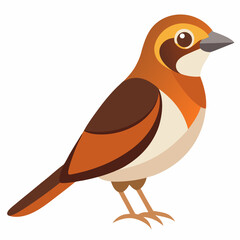 Brown Shrike Vector Illustration on White Background