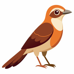 Brown Shrike Vector Illustration on White Background