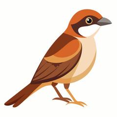 Brown Shrike Vector Illustration on White Background