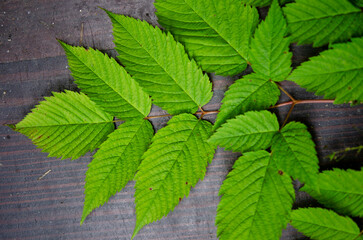 Waldgeissbart Aruncus dioicus Blatt PNG,  Goat's Beard Aruncus dioicus Leaf PNG