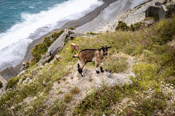 Couple Baby Goats Running Wild