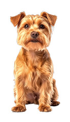 Playful yorkshire terrier portrait in studio setting cute animal isolated on transparent background