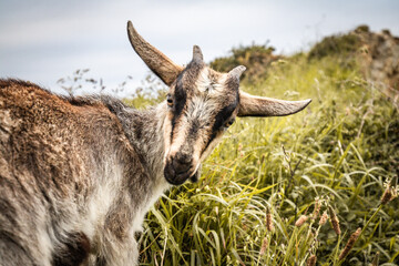 rare magical scenery of cute baby goat portrait enjoying view from rocky cliff above atlantic ocean