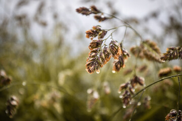 lush springtime meadow flower with raindrops close up