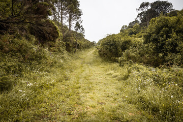 hiking in summer on the grassy green wet forest path 