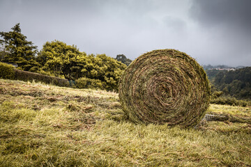 wet hay stack bale for livestock in green beautiful landscape