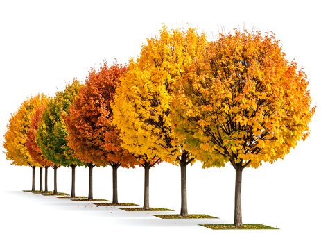 Row of autumn trees against white