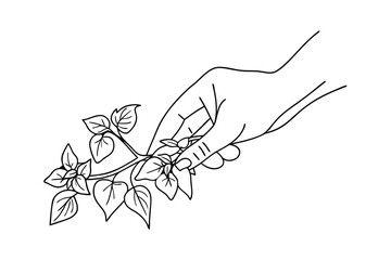 Hand gently holding small leaves on branch delicate botanical illustration outline art