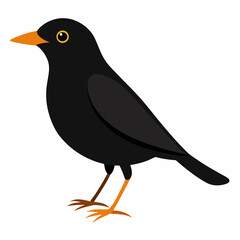 Eurasian Blackbird – Simple Colored Vector on White