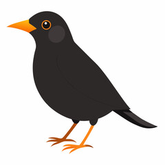 Obraz premium Eurasian Blackbird – Simple Colored Vector on White