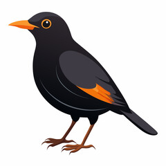 Eurasian Blackbird – Simple Colored Vector on White